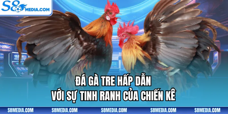 Đá gà tre hấp dẫn với sự tinh ranh của chiến kê